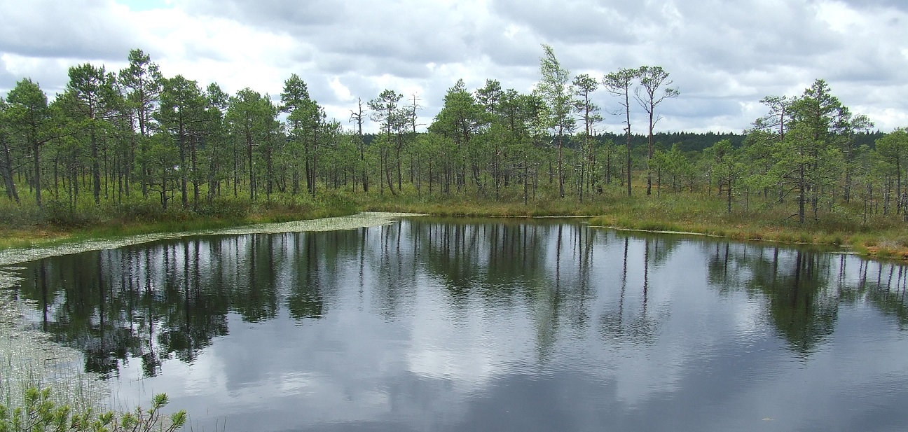 Männikjärve raba