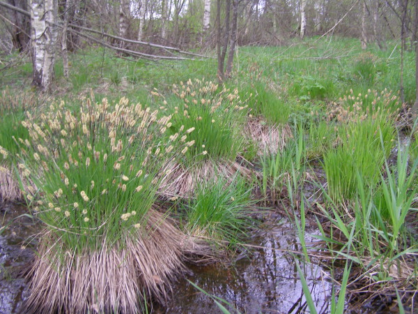 Ilmselgelt liigniiske metsaalune